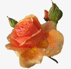 露水玫瑰玫瑰花苞素材