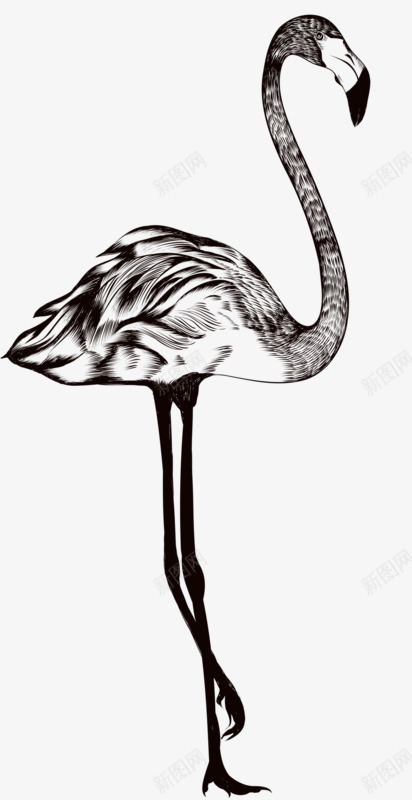 卡通手绘动物png免抠素材_新图网 https://ixintu.com 稀有动物 羽毛 速写黑白 鸟类