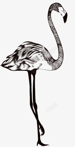 鸟类速写卡通手绘动物高清图片