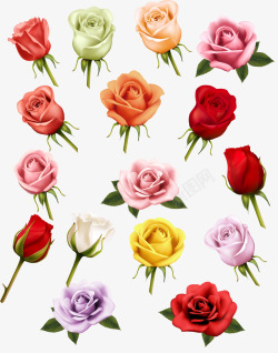 不同颜色的玫瑰花素材