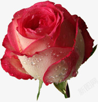 红色玫瑰花水珠装饰素材