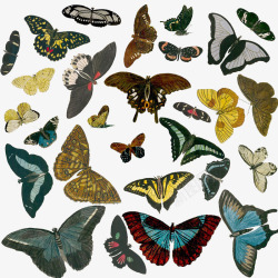 蝴蝶图案套图素材