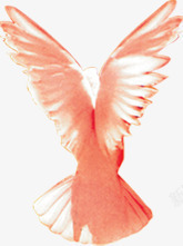 粉色鸽子粉色羽毛鸽子高清图片