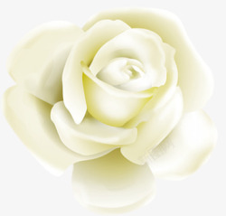 白色玫瑰花卉背景七夕素材