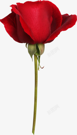 红色插花玫瑰花朵高清图片