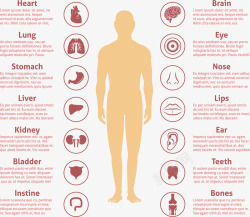 身体器官人体器官图标注释高清图片