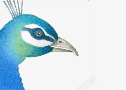 高贵动物蓝色孔雀高清图片