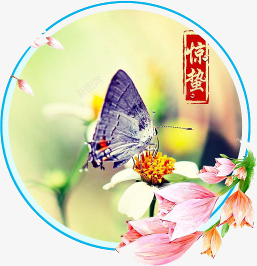 二十四节气惊蛰png免抠素材_新图网 https://ixintu.com 中国传统 二十四节气 卡通 惊蛰 手绘 蝴蝶