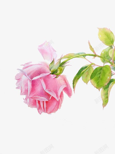 一朵玫瑰花psd免抠素材_新图网 https://ixintu.com png图形 png装饰 手绘 玫瑰花 粉色 装饰