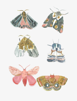 蛾子卡通蛾子标本高清图片