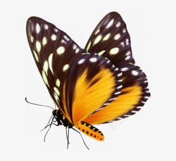 色彩斑斓蝴蝶手绘飞翔漂亮蝴蝶高清图片