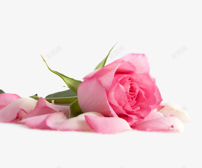 粉色玫瑰花装饰图案png免抠素材_新图网 https://ixintu.com 免抠PNG 玫瑰花 粉色 装饰图案