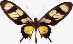 昆虫实拍黑色长翅蝴蝶标本高清图片