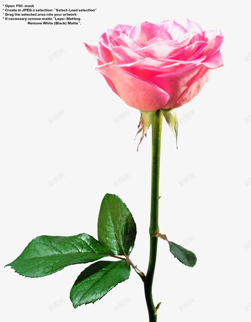 一支粉色的玫瑰花海报png免抠素材_新图网 https://ixintu.com 海报 玫瑰 粉色 装饰