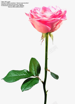 一支粉色的玫瑰花海报素材