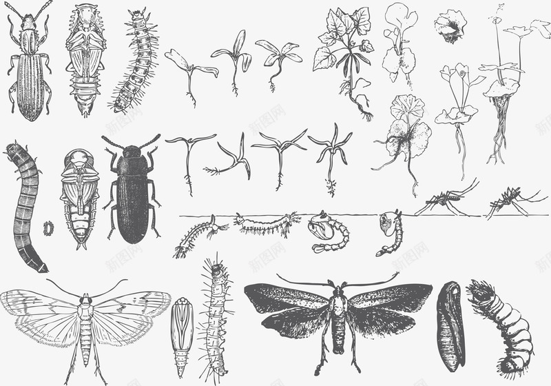 昆虫矢量图ai免抠素材_新图网 https://ixintu.com 昆虫 蜈蚣 蝴蝶 触角 矢量图