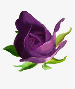紫玫瑰花朵紫色玫瑰花高清图片