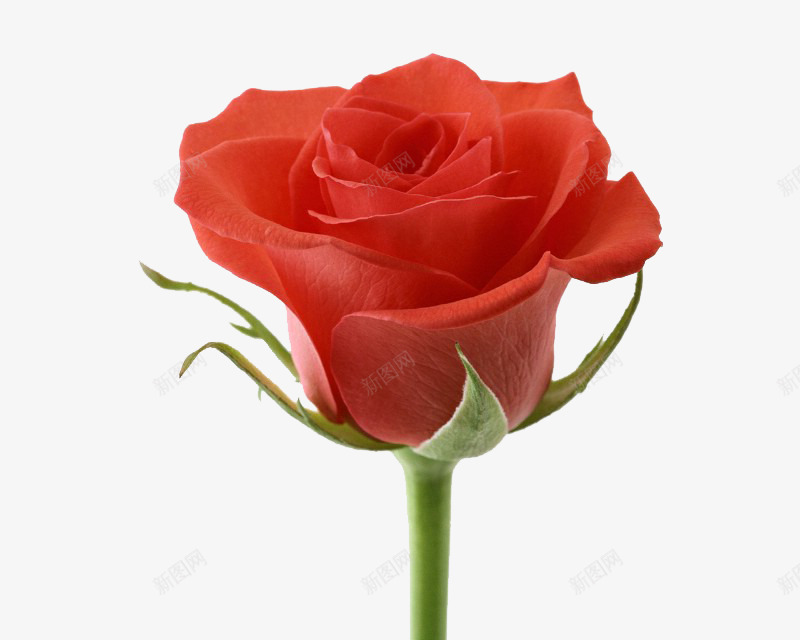 一枝玫瑰png免抠素材_新图网 https://ixintu.com 植物 浪漫 红玫瑰 红绿 高清玫瑰花 鲜花