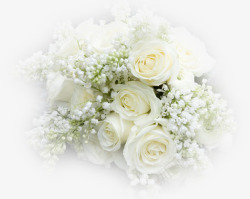 白色玫瑰花背景装饰素材