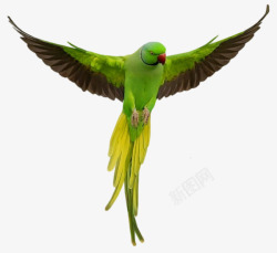 鹦鹉飞翔飞翔的绿色鹦鹉高清图片