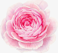 怒放的玫瑰怒放粉色水彩花骨朵高清图片