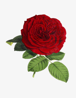 手绘红色玫瑰花装饰素材