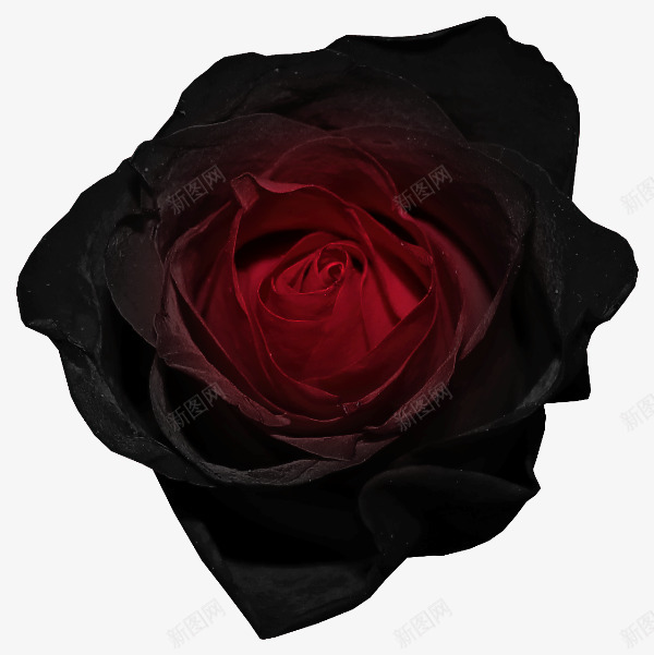 红色黑玫瑰png免抠素材_新图网 https://ixintu.com 暗黑玫瑰 玫瑰 红色 花朵 花瓣