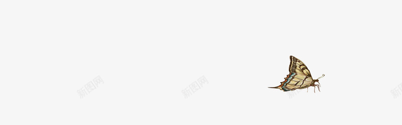 蝴蝶透明png免抠素材_新图网 https://ixintu.com 动物 蝴蝶 透明 风景