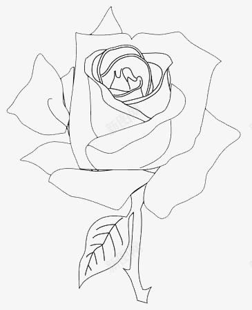 玫瑰素描png免抠素材_新图网 https://ixintu.com 手绘 玫瑰 玫瑰纹身 素描 设计