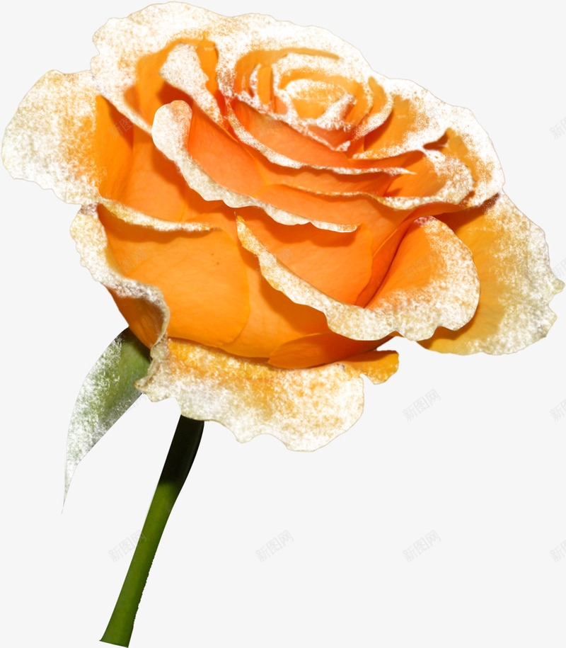 橙色唯美玫瑰花png免抠素材_新图网 https://ixintu.com 创意花朵 橙色 玫瑰花 花 设计花朵