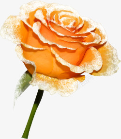 橙色唯美玫瑰花素材