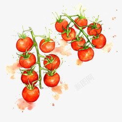 新鲜多样食材插画水彩番茄高清图片