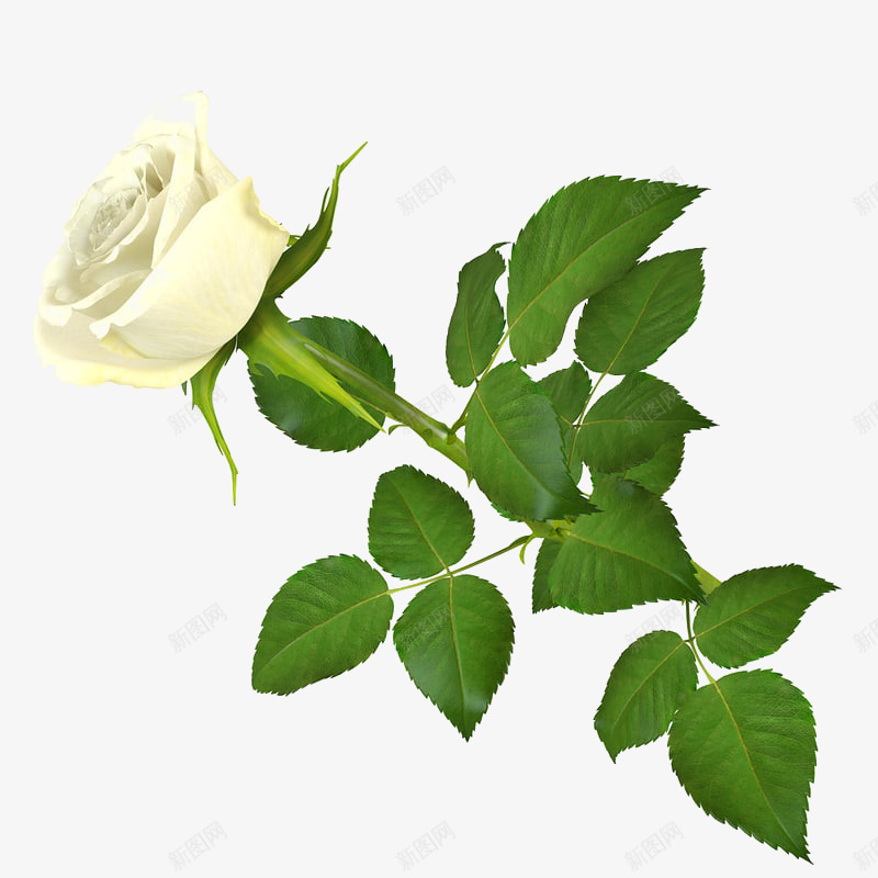 绿色叶子白色花朵单支玫瑰png免抠素材_新图网 https://ixintu.com 单支 单支玫瑰 玫瑰 盛开 绿色叶子白色花朵单支玫瑰 花朵