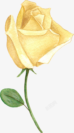 手绘黄色玫瑰花素材