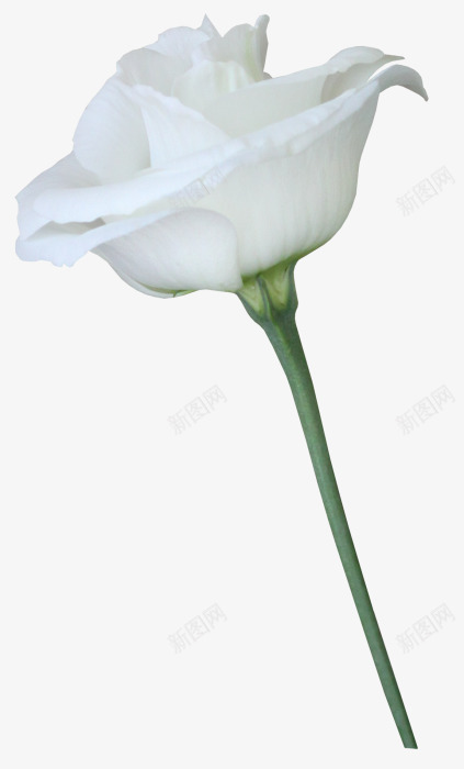 一朵白色玫瑰花植物png免抠素材_新图网 https://ixintu.com 一朵 植物 玫瑰花 白色 素材