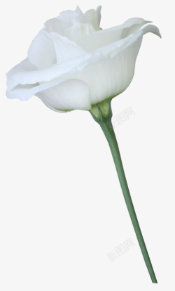 一朵白色玫瑰花植物素材