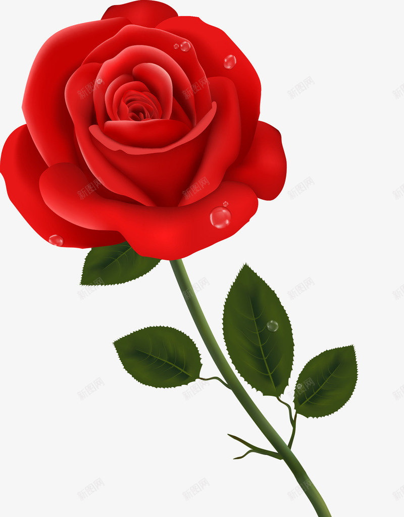 手绘带水珠的红玫瑰png免抠素材_新图网 https://ixintu.com 写实 手绘 水珠 红玫瑰 花朵