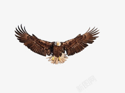 老鹰装饰飞翔的老鹰高清图片