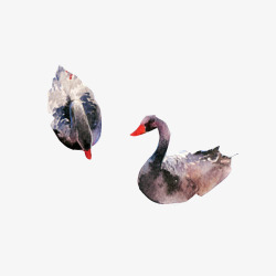灰红天鹅夫妻水彩画片高清图片