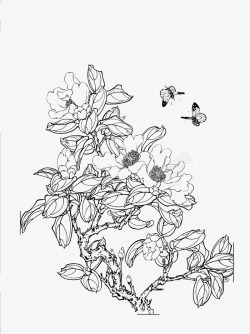 茶花白描茶花白描高清图片