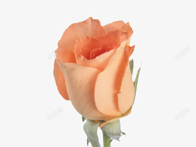 橙色的玫瑰png免抠素材_新图网 https://ixintu.com 橙色 玫瑰 香槟
