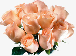 一束粉红玫瑰花装饰素材