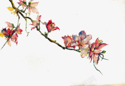 羊蹄中国风红花羊蹄甲系列高清图片
