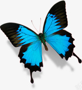 蓝色蝴蝶美景装饰素材