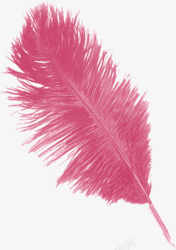 花彩铅图案玫红羽毛高清图片