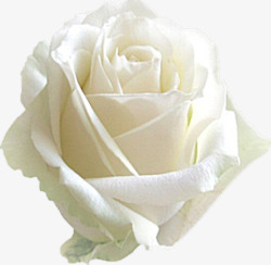 精美白花白玫瑰高清图片