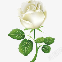 玫瑰png免抠素材_新图网 https://ixintu.com 一朵花 卡通 植物 玫瑰 白玫瑰 鲜花