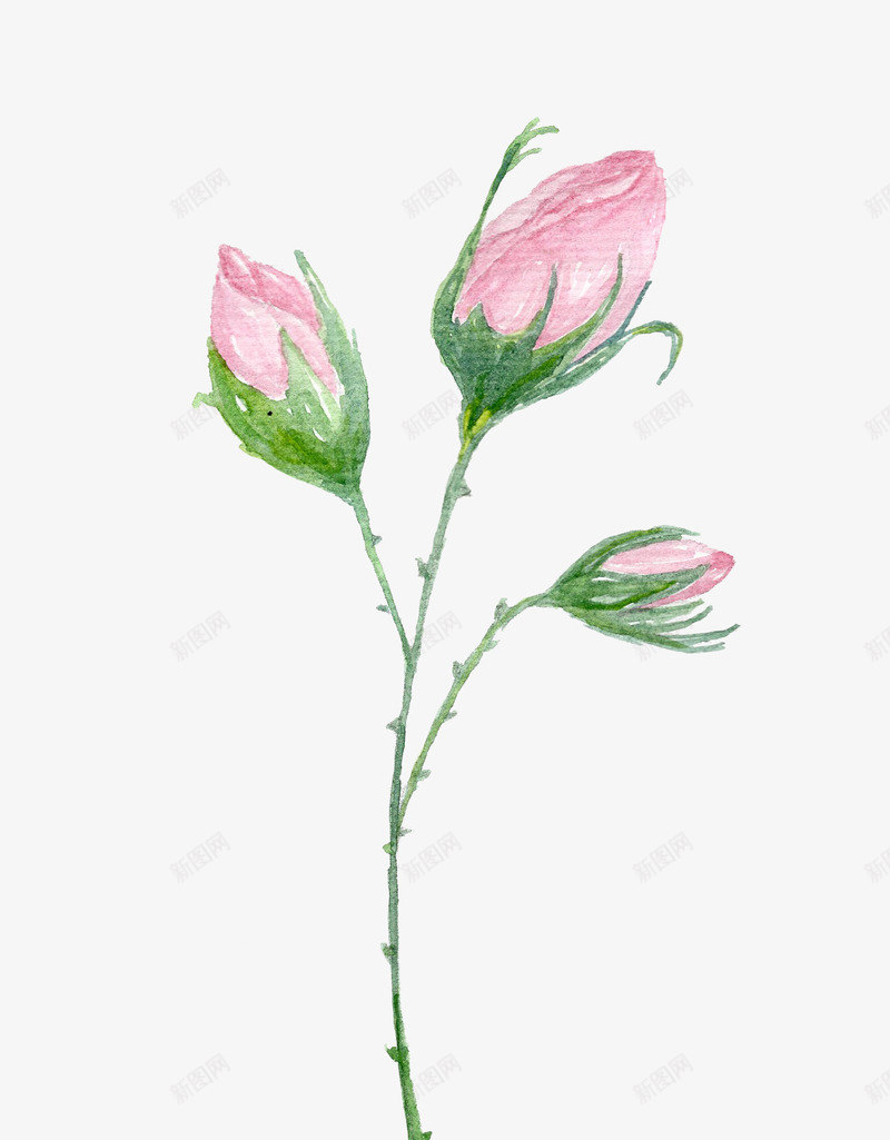 粉色玫瑰花苞png免抠素材_新图网 https://ixintu.com 手绘花朵 植物 水彩花卉 花卉 花朵