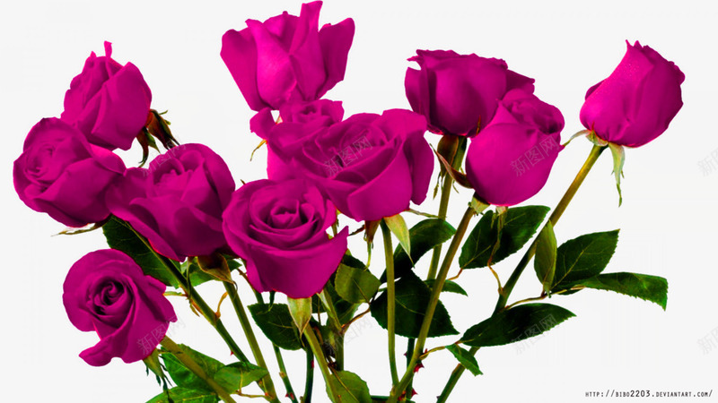 紫色玫瑰花束装饰图案png免抠素材_新图网 https://ixintu.com 免抠PNG 玫瑰花束 紫色 装饰图案 鲜花