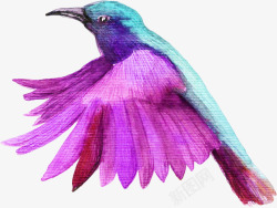 紫色翅膀的小鸟素材
